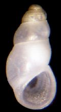Onoba&nbsp;tarifensis